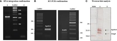 Leishmania tarentolae as Potential Live Vaccine Co-Expressing Distinct Salivary Gland Proteins Against Experimental Cutaneous Leishmaniasis in BALB/c Mice Model